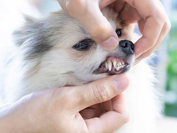 Whittier Pet Dentist